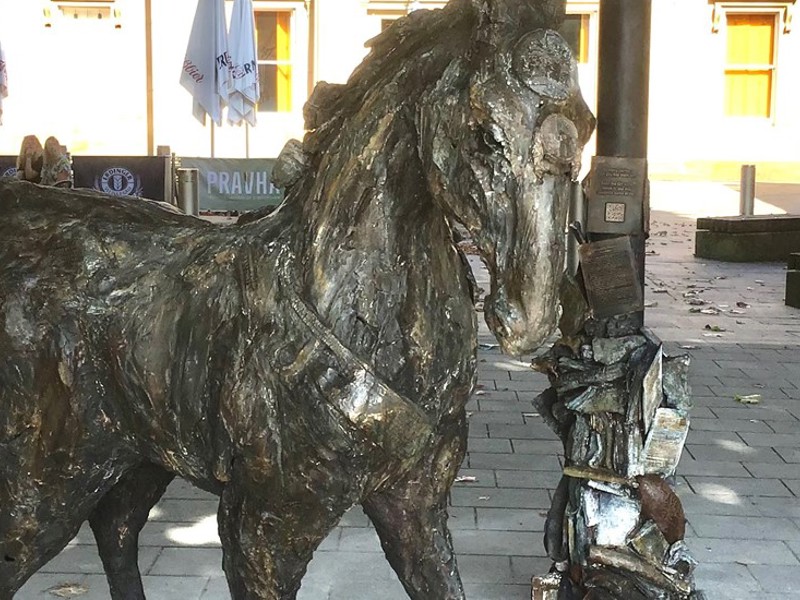 Salford Firsts Horse